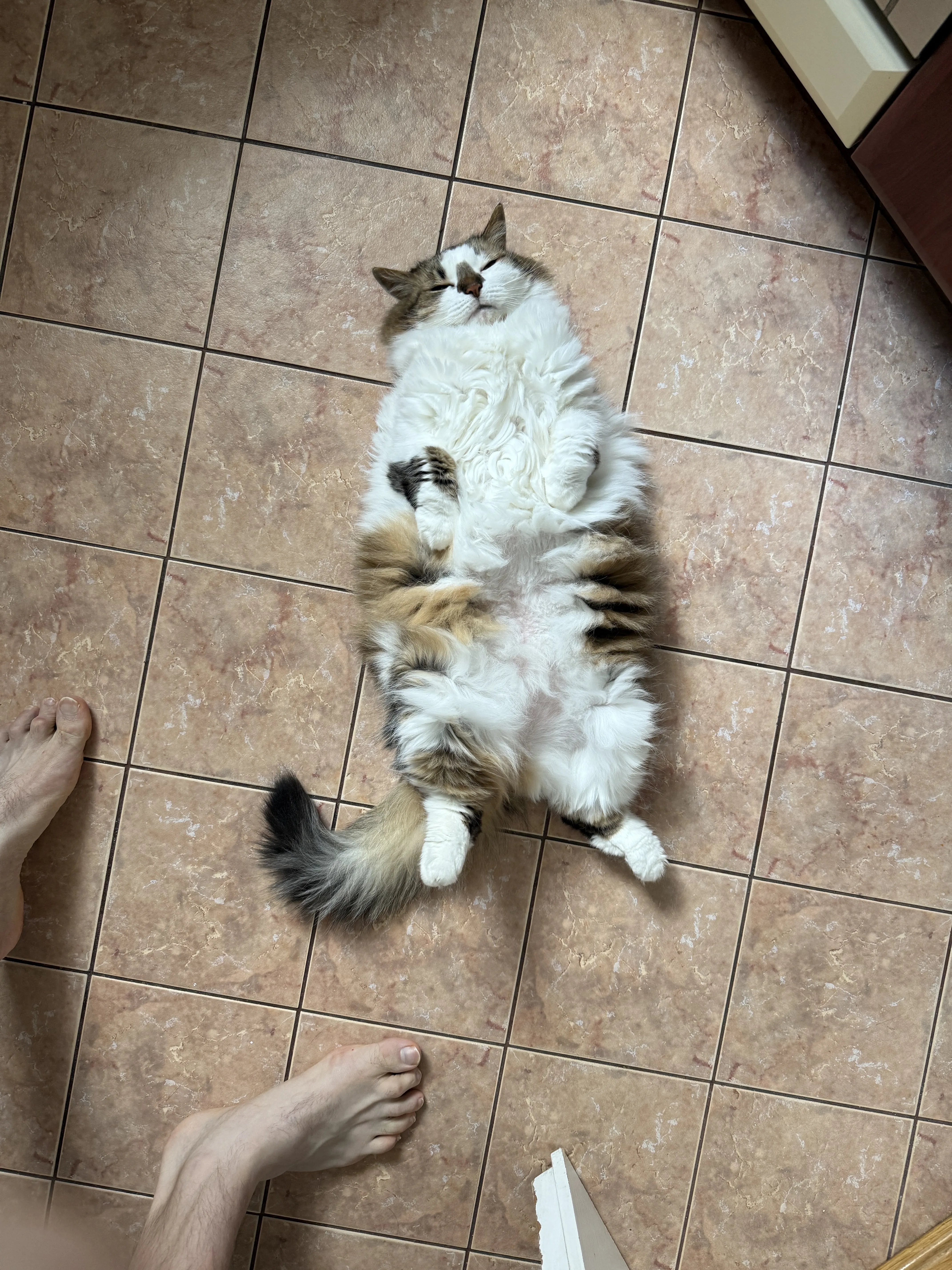 My cats 1