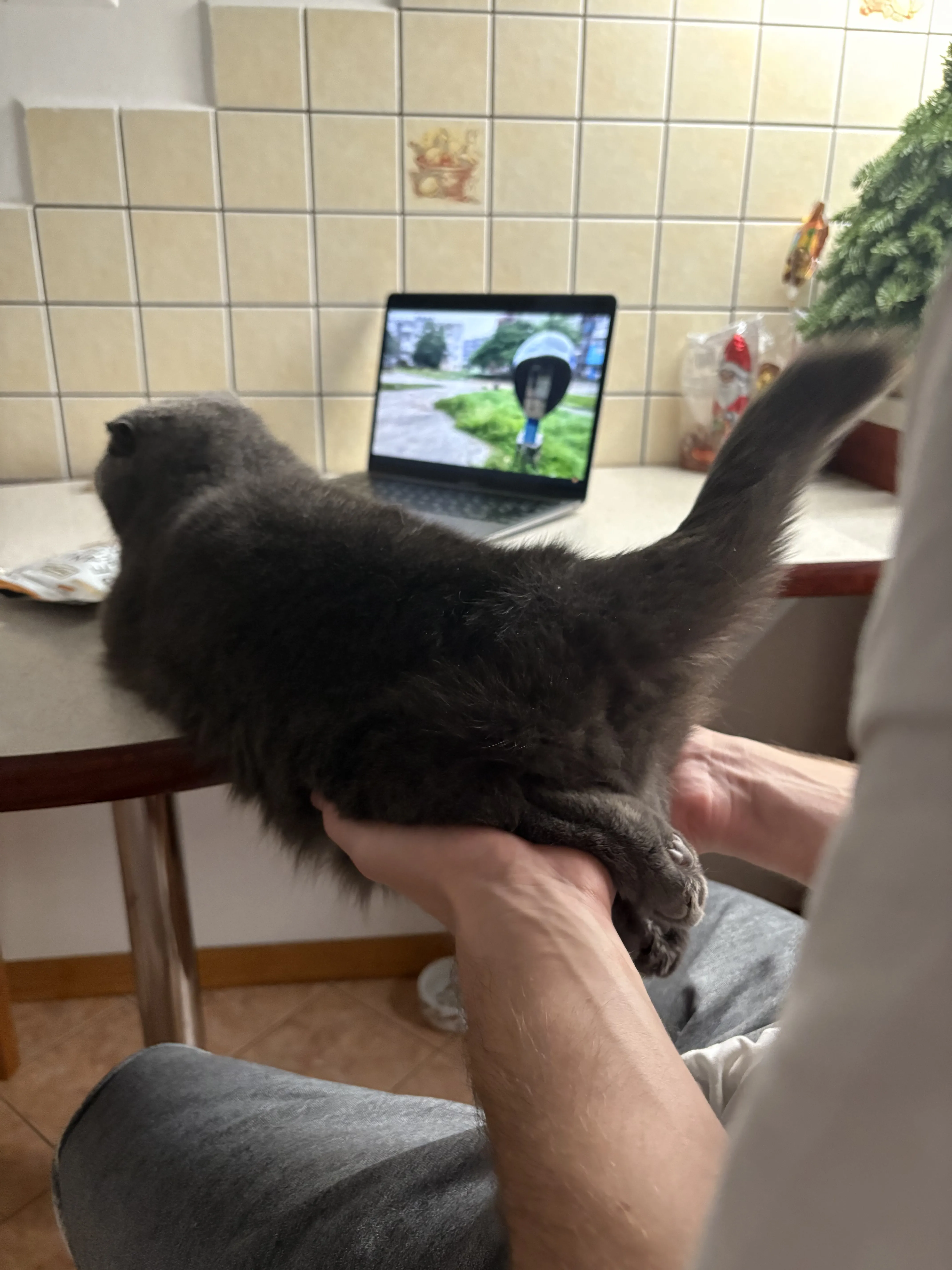 My cats 3