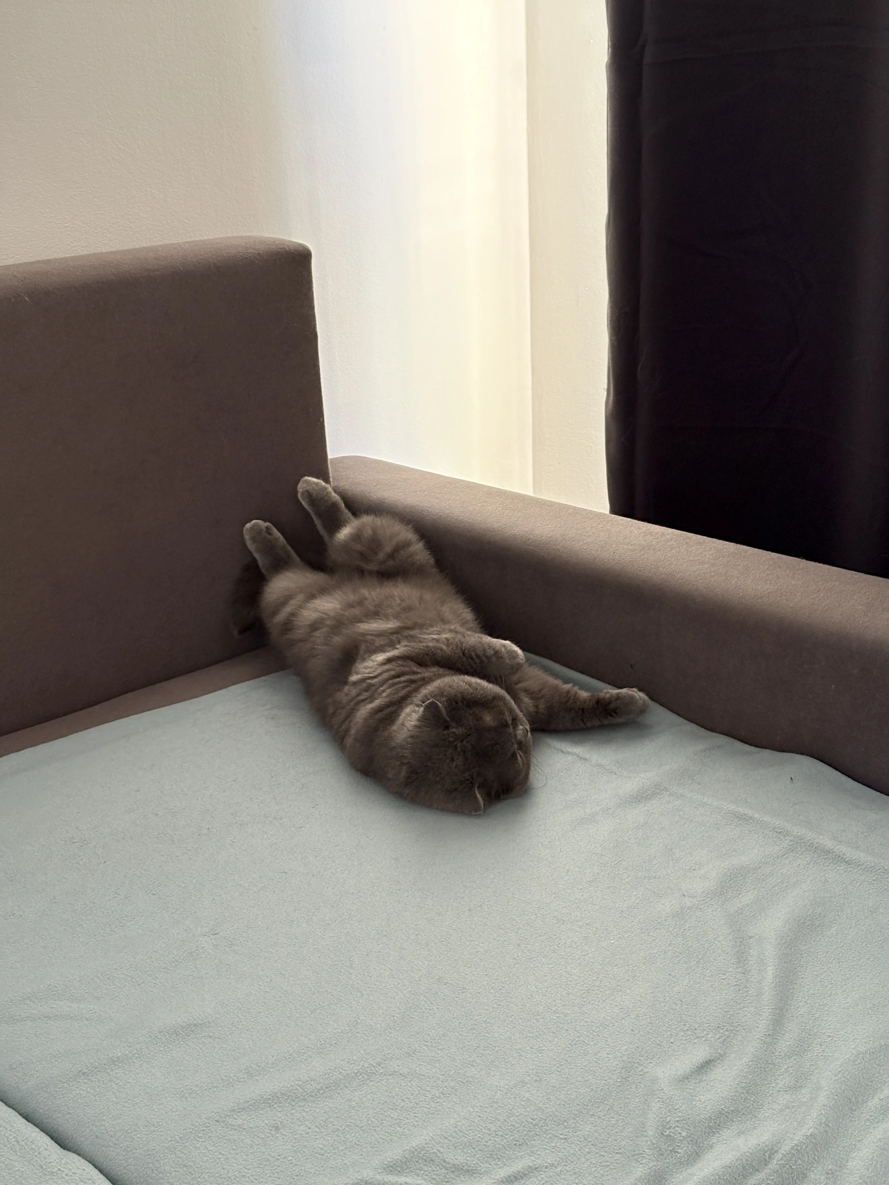 My cats 5