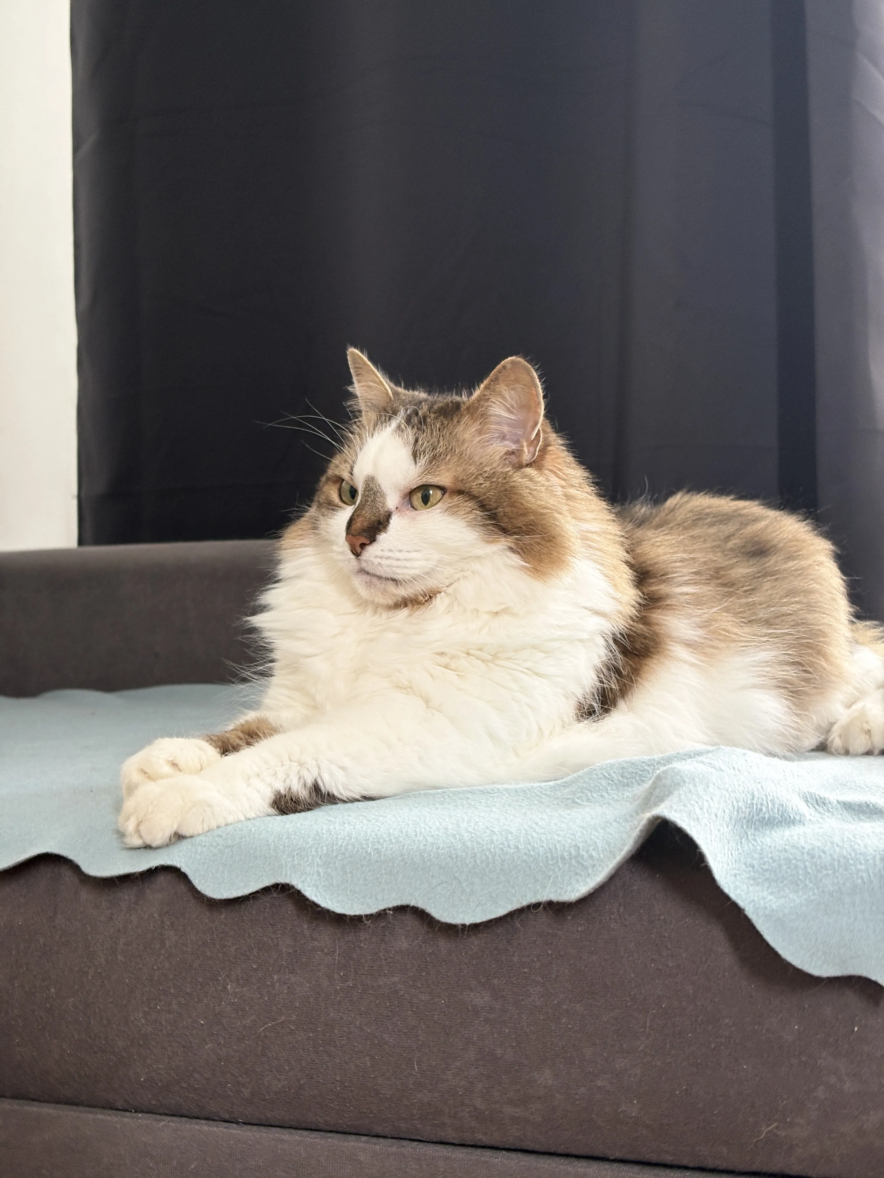 My cats 8